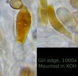 Galerina semilanceata image