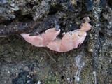 Hydnellum peckii image
