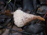 Abortiporus biennis image