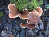 Abortiporus biennis image