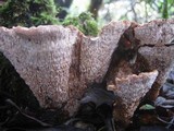 Abortiporus biennis image
