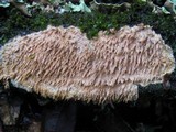 Radulomyces molaris image