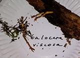 Calocera viscosa image