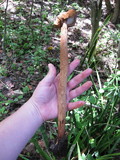 Battarrea phalloides image