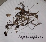Mycena leptocephala image