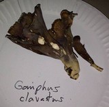 Gomphus clavatus image