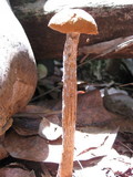 Battarrea phalloides image