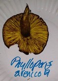 Phylloporus arenicola image
