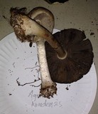 Agaricus hondensis image