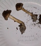 Inocybe grammata image