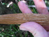Battarrea phalloides image