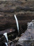 Clavaria acuta image