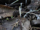 Clavaria acuta image