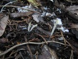 Clavaria acuta image