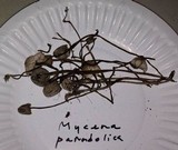 Mycena parabolica image