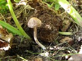 Panaeolus subbalteatus image