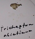 Trichaptum abietinum image