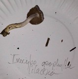 Inocybe ionocephala image