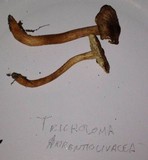 Tricholoma aurantio-olivaceum image