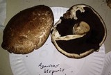 Agaricus bisporus image