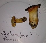Cantharellus formosus image