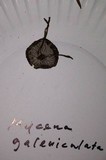 Mycena galericulata image