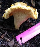 Cantharellus formosus image