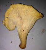 Cantharellus formosus image