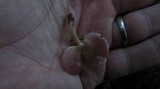 Pleurotopsis longinqua image