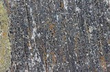 Lecanora saligna image