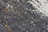 Lecanora saligna image