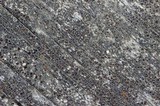 Lecanora saligna image