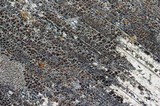 Lecanora saligna image