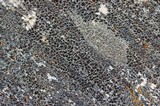 Lecanora saligna image