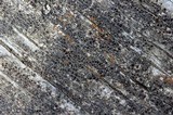 Lecanora saligna image