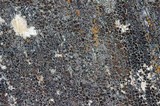 Lecanora saligna image