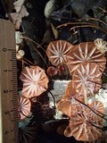 Marasmius hypophaeus image
