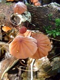 Marasmius hypophaeus image