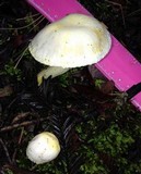 Hygrophorus chrysodon image