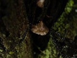 Hohenbuehelia cyphelliformis image