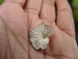 Hohenbuehelia cyphelliformis image