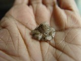 Hohenbuehelia cyphelliformis image