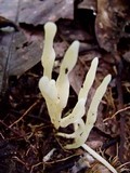 Clavulina rugosa image