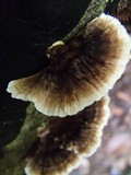 Coriolopsis caperata image