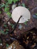 Polyporus dictyopus image