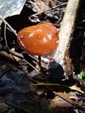 Polyporus dictyopus image