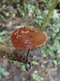 Polyporus dictyopus image