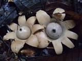 Geastrum lageniforme image