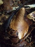 Geastrum lageniforme image