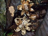 Geastrum lageniforme image